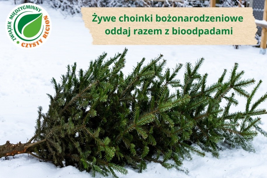 Poświąteczne porządki - co zrobić z choinką?